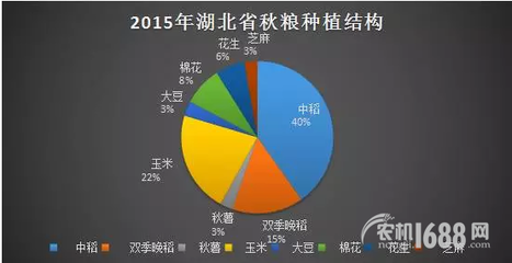 夏糧豐收后，秋糧種植新選擇 薯類作物的市場(chǎng)機(jī)遇與銷售策略